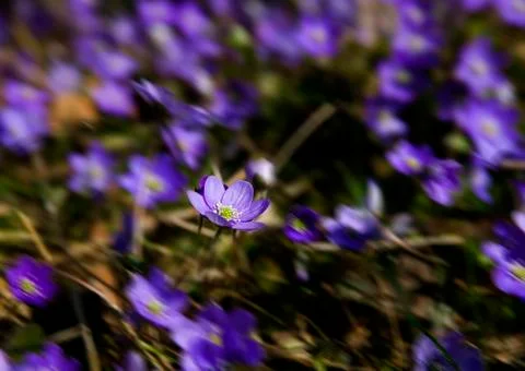 Hepatica nobilis Stock Photos