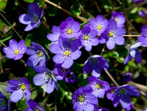 Hepatica nobilis Stock Photos