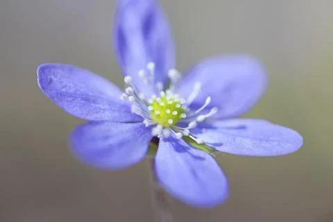 Hepatica Nobilis Stock Photos