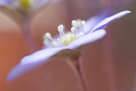 Hepatica Nobilis Stock Photos