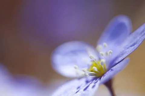 Hepatica Nobilis Stock Photos