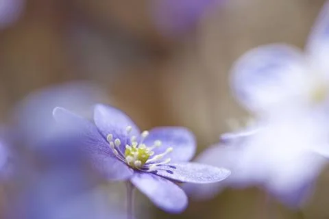 Hepatica Nobilis Stock Photos