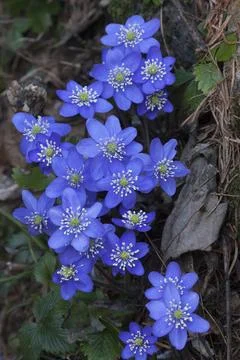 Hepatica nobilis Foto stock