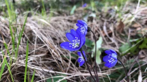 Hepatica nobilis violet flowers on wind in forest Stock Footage 129048434