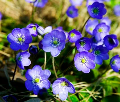 Hepatica nobilis.JH Stock Photos