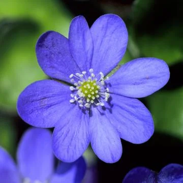 Hepatica nobilis.JH Foto stock