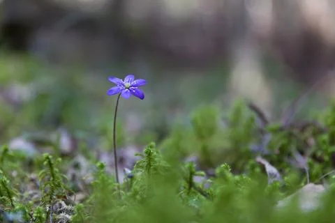 Hepatica Stock Photos