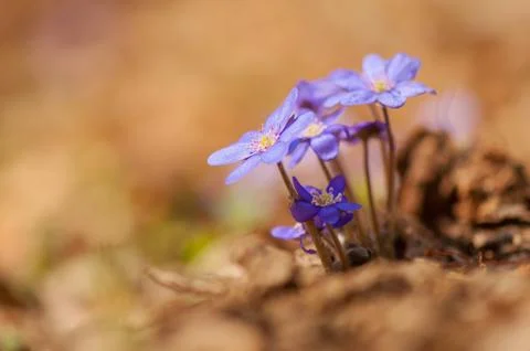 Hepatica Foto stock
