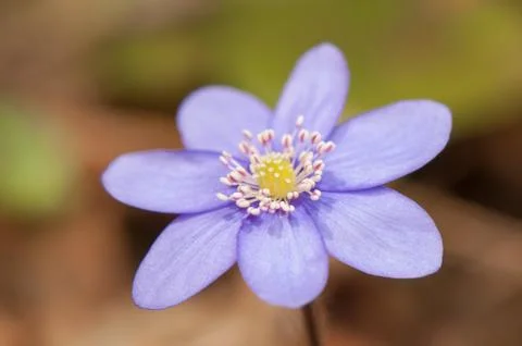 Hepatica Stock Photos