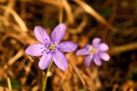 Hepatica Stock Photos