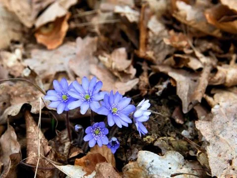 Hepatica Stock-Fotos