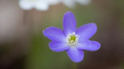 Hepatica 库存照片