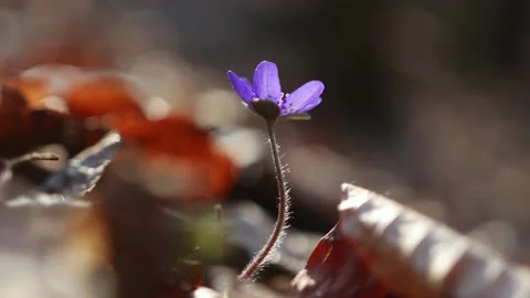 Hepatica transsilvanica wild flower bloom in early spring in the forest Stock Footage 174618308
