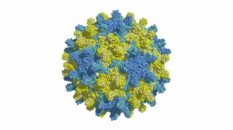 Hepatitis B viral capsid, rotating model Stock Footage 65990522