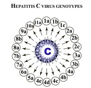 Hepatitis C. Hepatitis C virus genotypes. World Hepatitis Day. Infographics Stock Illustration
