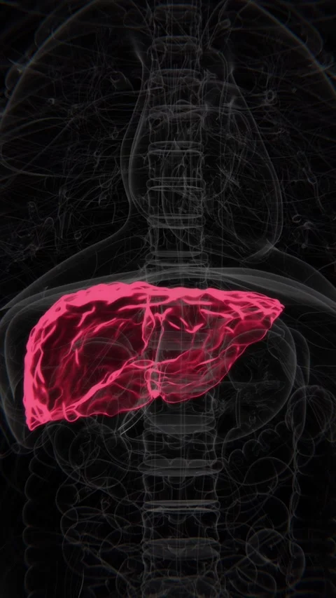 Hepatitis C Vertical HQ X-Ray Video | Hepatitis C Indication in Vertical HQ Stock Footage 301384000