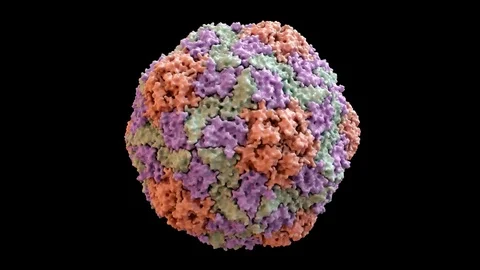 Hepatitis A Capsid based on PDB : 4QPI, 360 degree rotation loop Video stock 105694808