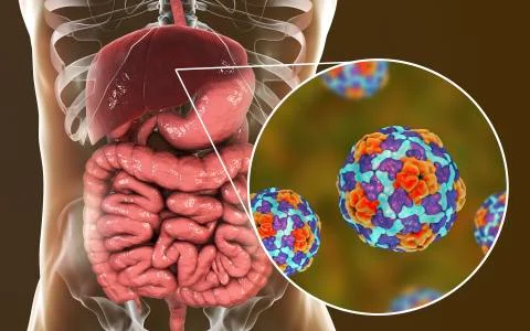 Hepatitis A viruses in liver Illustrazione stock