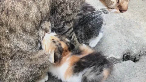 Her cute Vídeo Stock 224870367