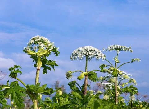 Heracleum Stock Photos