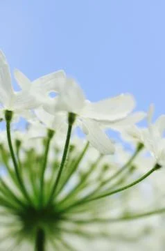 Heracleum Stock Photos
