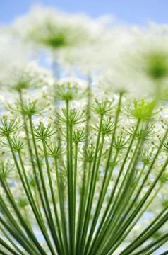 Heracleum Stock Photos