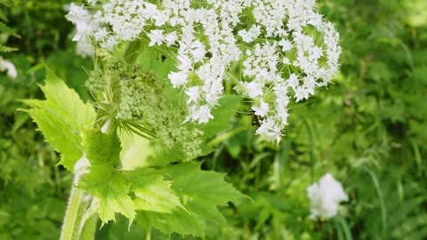 Heracleum plant Stock-Footage 285543494