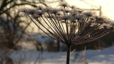 Herácléumplant winter Stock Footage 71604439