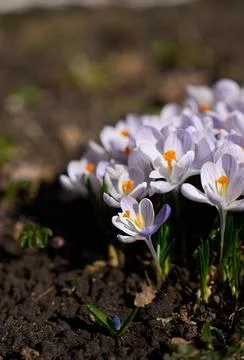Heralds of Spring Stock Photos