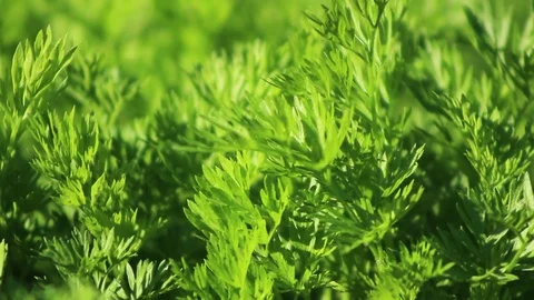 Herb 01 Stock Footage 107878677