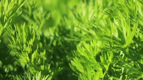 Herb 02 Stock Footage 107878688