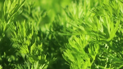 Herb 03 Stock Footage 107878841