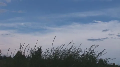 Herb 1 Stock Footage 8156627