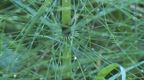 Herb 10 Stock Footage 8648408