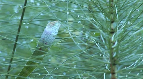Herb 11 Stock Footage