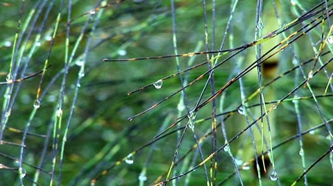 Herb 17 Stock Footage 8795580