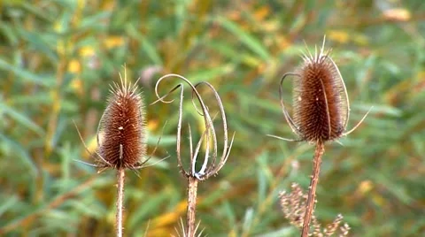 Herb 18 Stock Footage 8795536