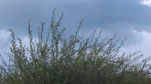 Herb 2 Video stock 8156591