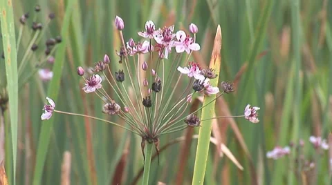 Herb 3 Stock Footage 8156697