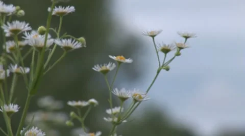 Herb 4 Stock Footage 8156757