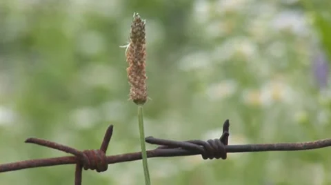 Herb 5 Stock Footage 8156851