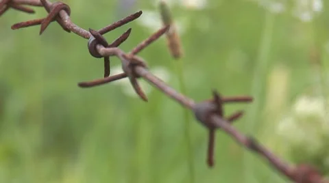 Herb 6 Video stock 8156866