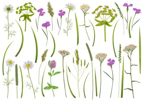 Herb and field flowers vector greenery set Stock Illustration