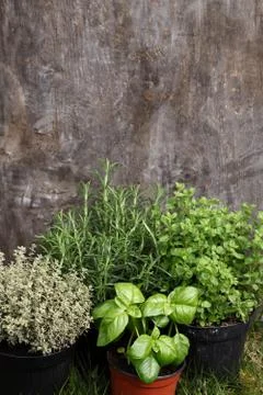 Herb background Stock Photos