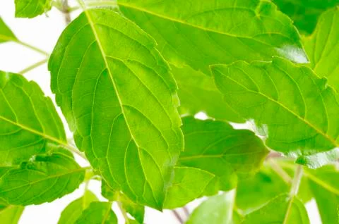Herb basil Stock Photos