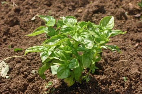 Herb basil Stock Photos
