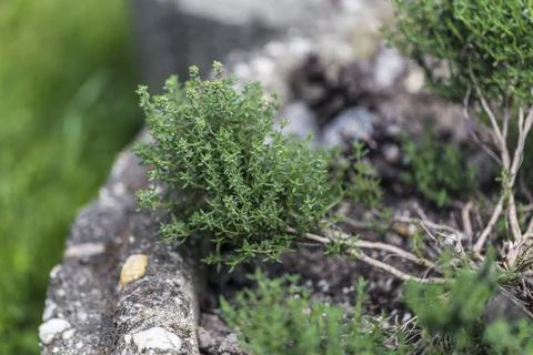 Herb bed-1651 Stock Photos