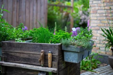 Herb bed Stock Photos