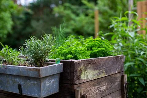 Herb bed Stock Photos