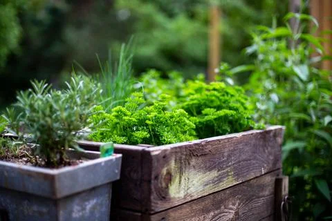 Herb bed Stock Photos